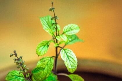 क्या आप जानते हैं तुलसी की पत्तियां खाने से भी नुकसान हो सकता है.