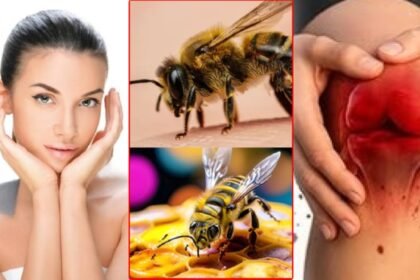 डंक का दर्द नहीं, ‘येलो गोल्ड’ है ये ज़हर: Bee Venom