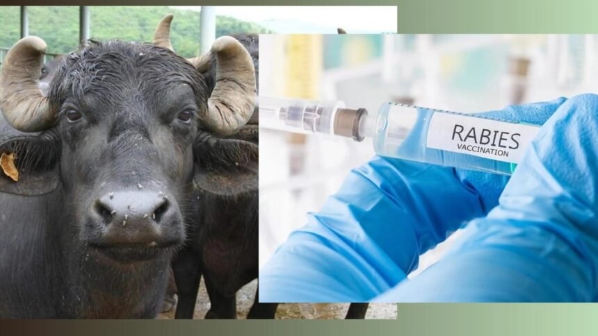 भैस का दूध बन गया काल.