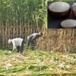 भारत में चीनी संकट और सरकार की रणनीति