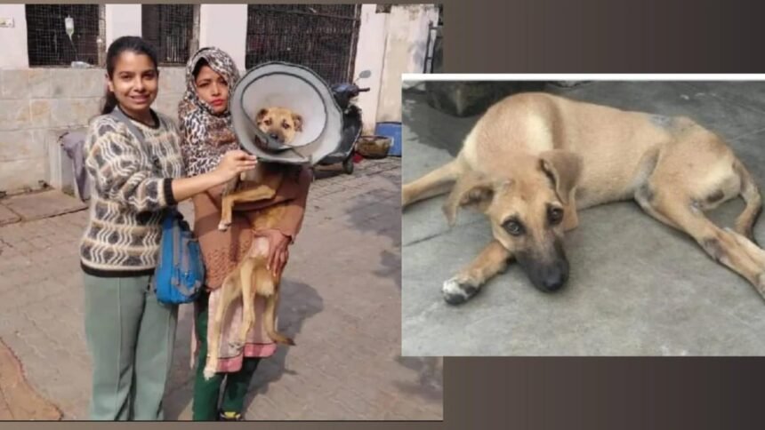 "वो सिर्फ कुत्ता नहीं, मेरा बच्चा है"