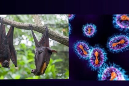 अफवाहों को किया खारिज