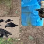 चेन्नई में बर्ड फ्लू H5N1