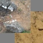 विशालकाय जीव के जीवाश्म