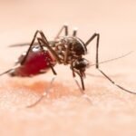 लुधियाना में डेंगू-मलेरिया की एंट्री, हेल्थ विभाग अलर्ट