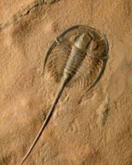 10 करोड़ साल पुराना जीवाश्म खोज