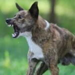 Meerut stray dog attack child incident public protest UP news India