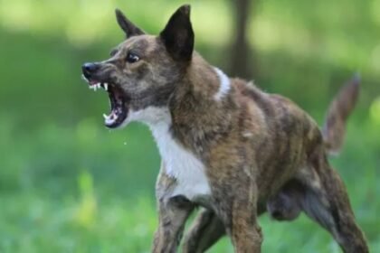 Meerut stray dog attack child incident public protest UP news India