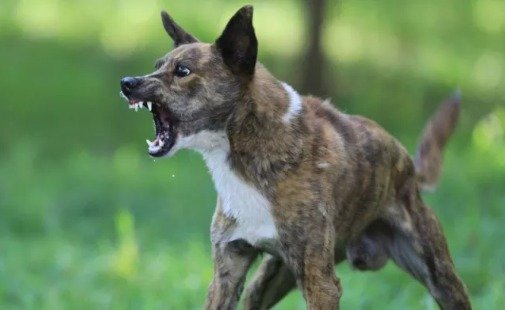 Meerut stray dog attack child incident public protest UP news India